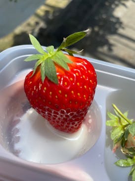 カネカ農園に投稿された画像（2024/5/5）