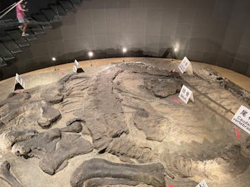 福井県立恐竜博物館に投稿された画像（2024/5/5）