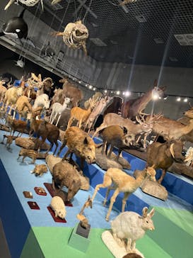 特別展「大哺乳類展３－わけてつなげて大行進」に投稿された画像（2024/5/5）