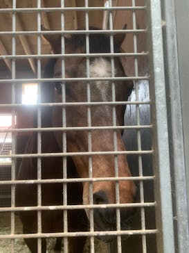 ノーザンホースパークに投稿された画像（2024/5/5）