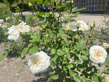 ぎふワールド・ローズガーデンに投稿された画像（2024/5/5）