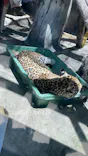 天王寺動物園に投稿された画像（2024/5/5）