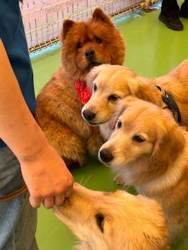 つくばわんわんランドに投稿された画像（2024/5/5）