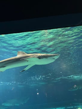 アクアワールド茨城県大洗水族館に投稿された画像（2024/5/5）