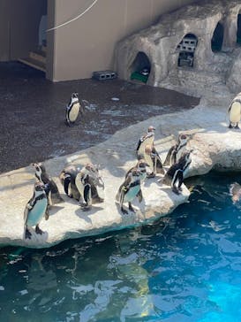 アクアワールド茨城県大洗水族館に投稿された画像（2024/5/5）