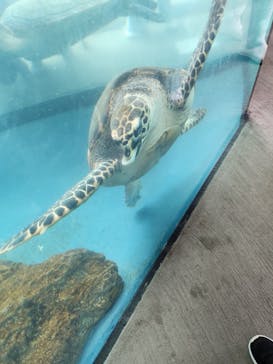 大分マリーンパレス水族館 「うみたまご」に投稿された画像（2024/5/5）