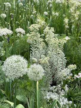 浜名湖花博2024に投稿された画像（2024/5/5）