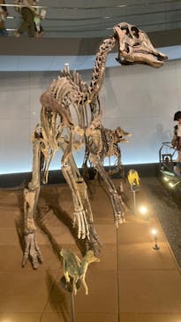 福井県立恐竜博物館に投稿された画像（2024/5/5）