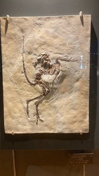 福井県立恐竜博物館に投稿された画像（2024/5/5）