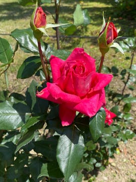 万博記念公園に投稿された画像（2024/5/5）