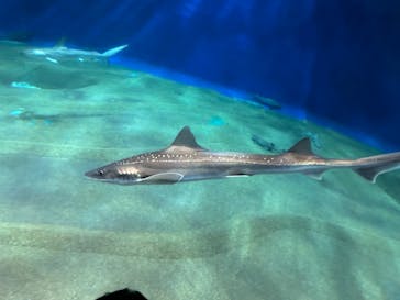 アクアワールド茨城県大洗水族館に投稿された画像（2024/5/5）