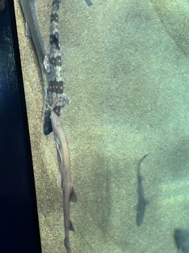 アクアワールド茨城県大洗水族館に投稿された画像（2024/5/5）