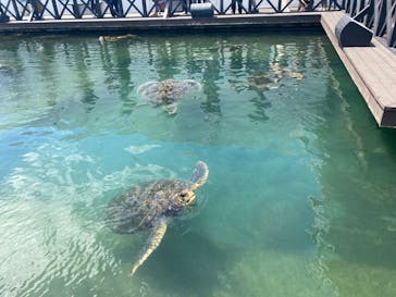 串本海中公園水族館に投稿された画像（2024/5/5）