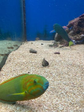 串本海中公園水族館に投稿された画像（2024/5/5）