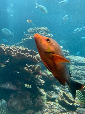 串本海中公園水族館に投稿された画像（2024/5/5）