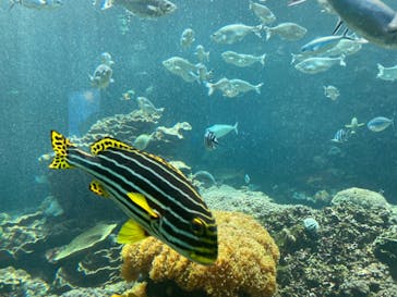 串本海中公園水族館に投稿された画像（2024/5/5）