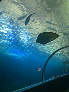 串本海中公園水族館に投稿された画像（2024/5/5）