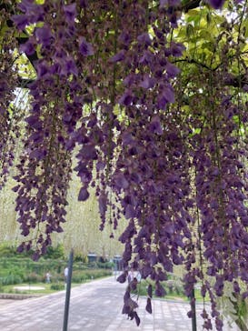 万博記念公園に投稿された画像（2024/5/5）