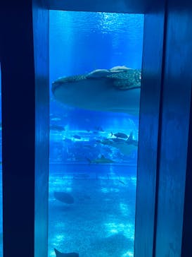沖縄美ら海水族館に投稿された画像（2024/5/5）