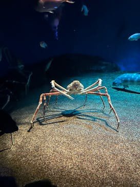 アクアワールド茨城県大洗水族館に投稿された画像（2024/5/5）