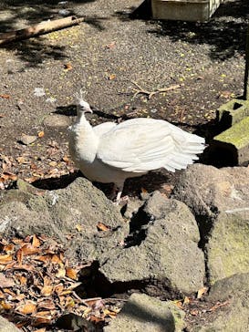 伊豆シャボテン動物公園に投稿された画像（2024/5/5）