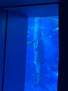 沖縄美ら海水族館に投稿された画像（2024/5/5）