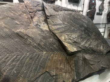 国立科学博物館に投稿された画像（2024/5/5）