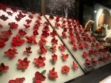 国立科学博物館に投稿された画像（2024/5/5）