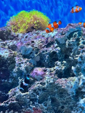 アクアワールド茨城県大洗水族館に投稿された画像（2024/5/5）