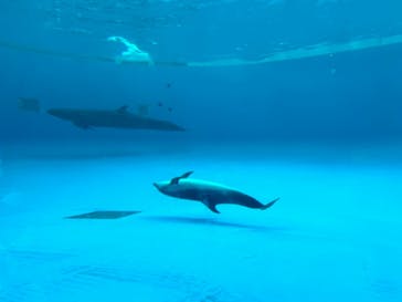 アクアワールド茨城県大洗水族館に投稿された画像（2024/5/5）