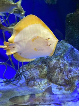 竹島水族館に投稿された画像（2024/5/5）