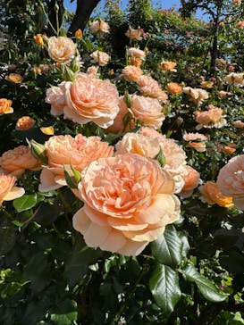 横浜イングリッシュガーデンに投稿された画像（2024/5/5）