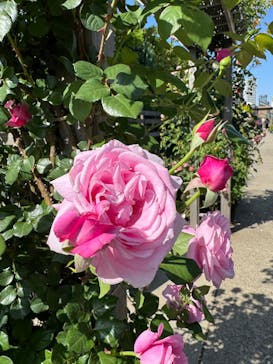 横浜イングリッシュガーデンに投稿された画像（2024/5/5）