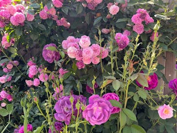 横浜イングリッシュガーデンに投稿された画像（2024/5/5）