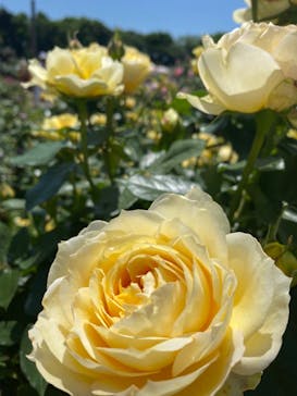 京成バラ園に投稿された画像（2024/5/5）