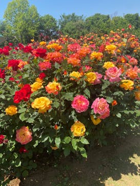 京成バラ園に投稿された画像（2024/5/5）