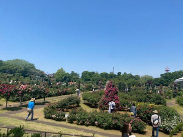 京成バラ園に投稿された画像（2024/5/5）