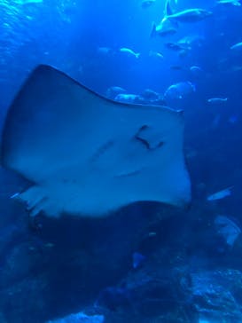 京都水族館に投稿された画像（2024/5/5）