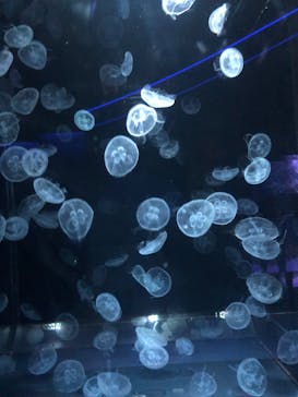 京都水族館に投稿された画像（2024/5/5）
