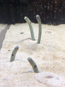 京都水族館に投稿された画像（2024/5/5）