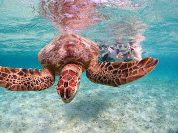 初心者専門宮古島シュノーケリングツアーに投稿された画像（2024/5/5）