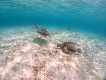 初心者専門宮古島シュノーケリングツアーに投稿された画像（2024/5/5）