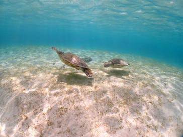 初心者専門宮古島シュノーケリングツアーに投稿された画像（2024/5/5）