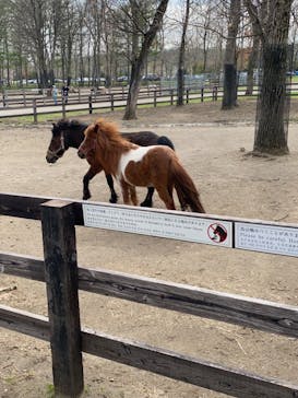 ノーザンホースパークに投稿された画像（2024/5/5）