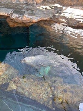しながわ水族館に投稿された画像（2024/5/5）