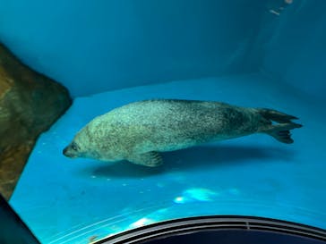 しながわ水族館に投稿された画像（2024/5/5）