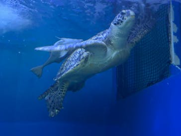 しながわ水族館に投稿された画像（2024/5/5）
