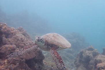 エバーブルー屋久島に投稿された画像（2024/5/3）