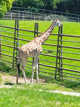 千葉市動物公園に投稿された画像（2024/5/5）