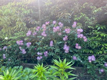 浜名湖花博2024に投稿された画像（2024/5/5）